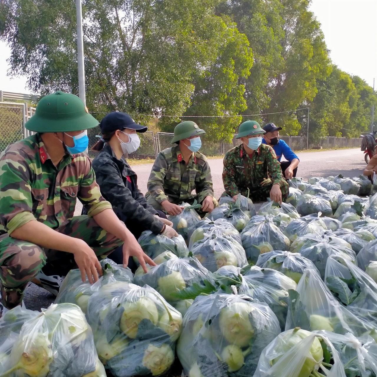 Bộ đội giúp nhân dân thu hoạch nông sản tại Gia Lộc, Hải Dương